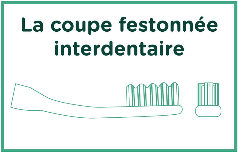 Brosse à dents à tête festonnée