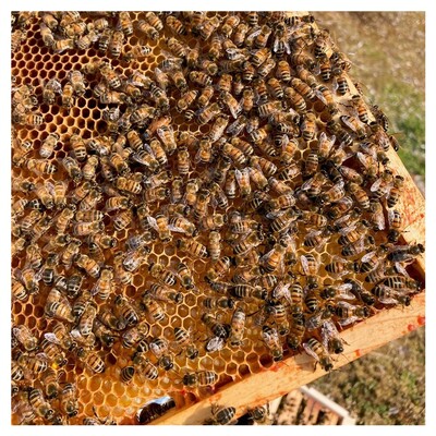 🐝 Et si nous profitions de cette #journeemondialedesabeilles pour vous donner des nouvelles des ruches installées à l'usine ?

Début mai, une nouvelle reine est née ! 👑
Nous avons donc pu assister à un essaimage : une partie des abeilles se sont envolées pour former une nouvelle colonie.

👀 Julie, l'apicultrice qui mène cette aventure avec nous, a récupéré l'essaim pour l'installer dans une petite ruche à 3 km de l'usine ; elle surveille désormais son démarrage avec la première ponte de la reine suite à son vol nuptial.

#worldbeeday #Savethebees #abeilles #biodiversité #entrepriseengagée #environnement